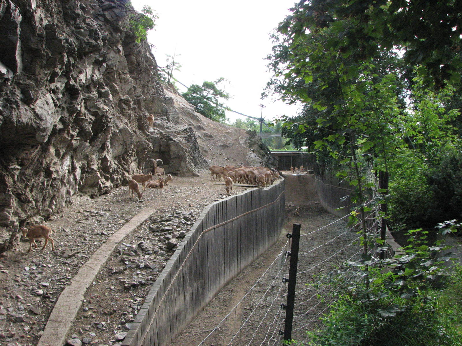 Zoo Praha - Barbary Macaque and Barbary Sheep mixed exhibit