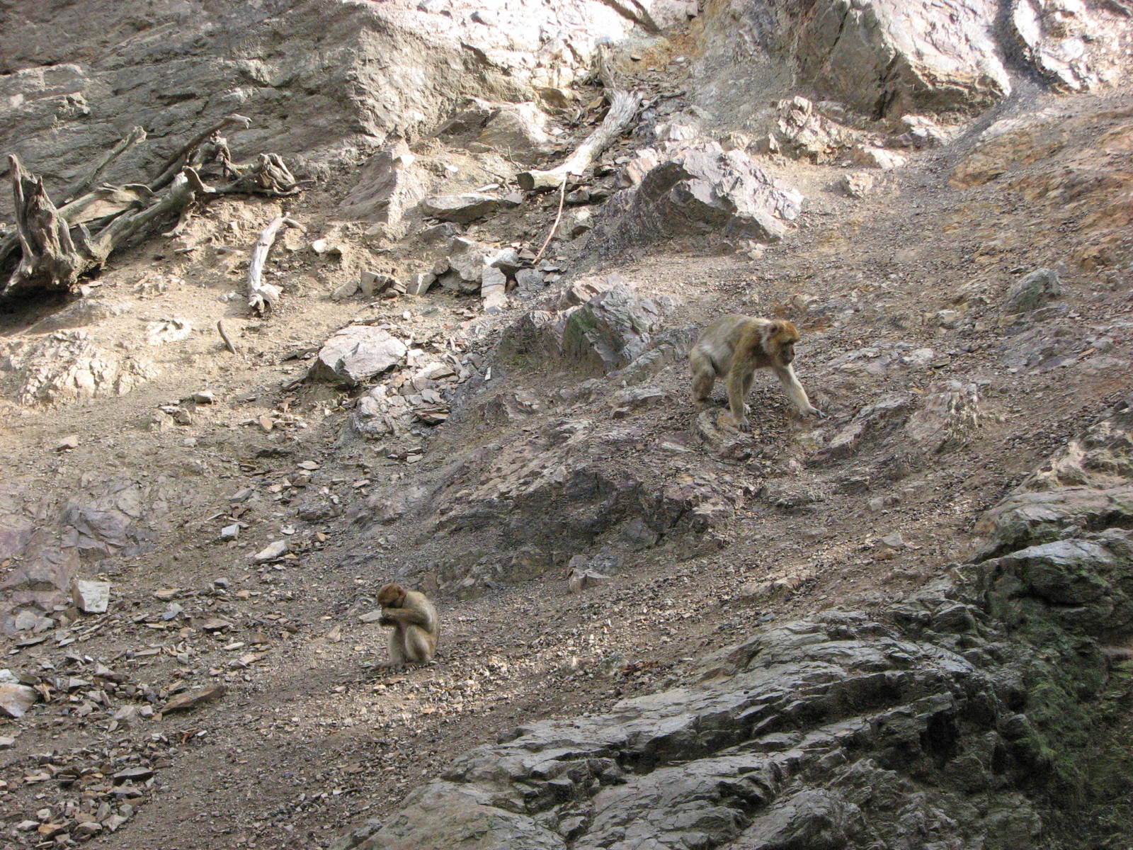 Zoo Praha - Barbary Macaque