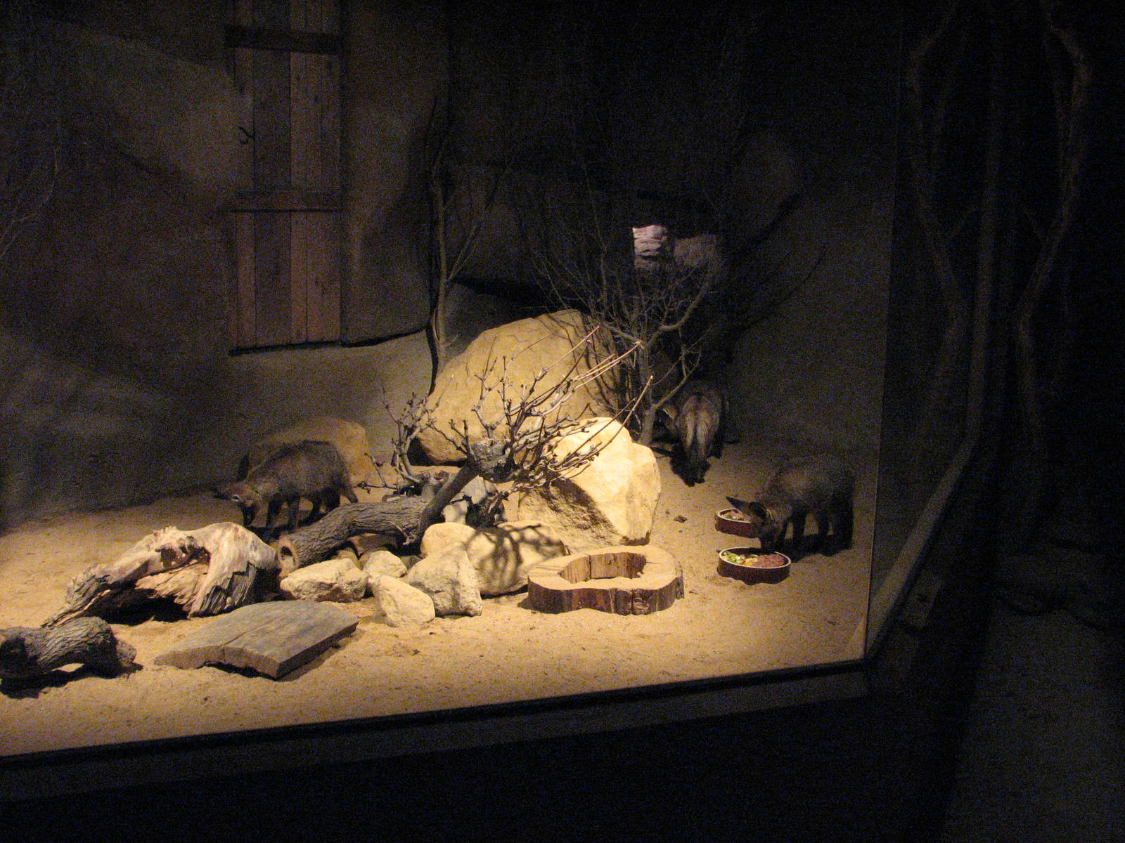 Zoo Praha - Bat-eared Fox exhibit inside the nocturnal Africa House