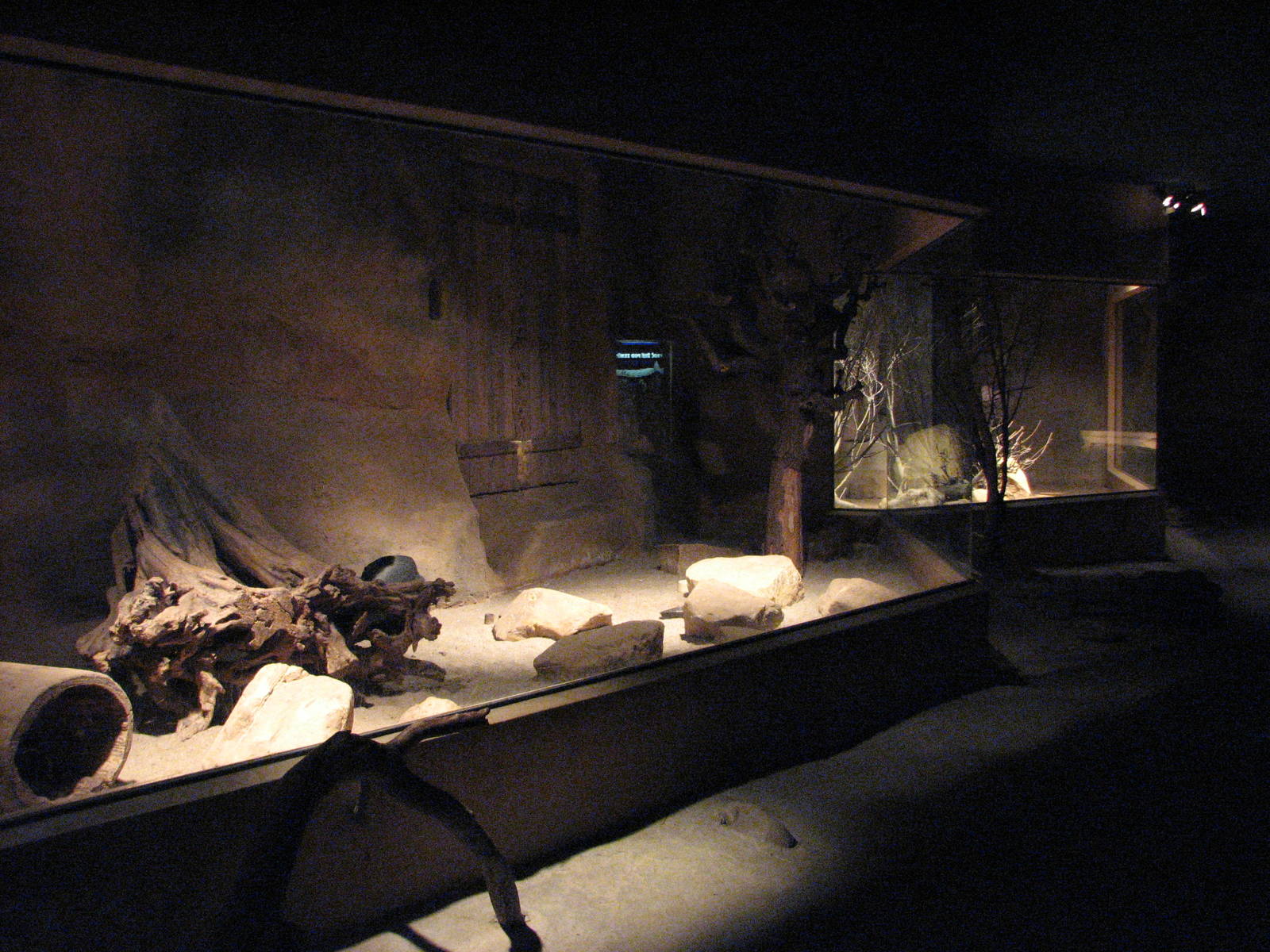 Zoo Praha - Bat-eared Fox exhibit inside the nocturnal Africa House