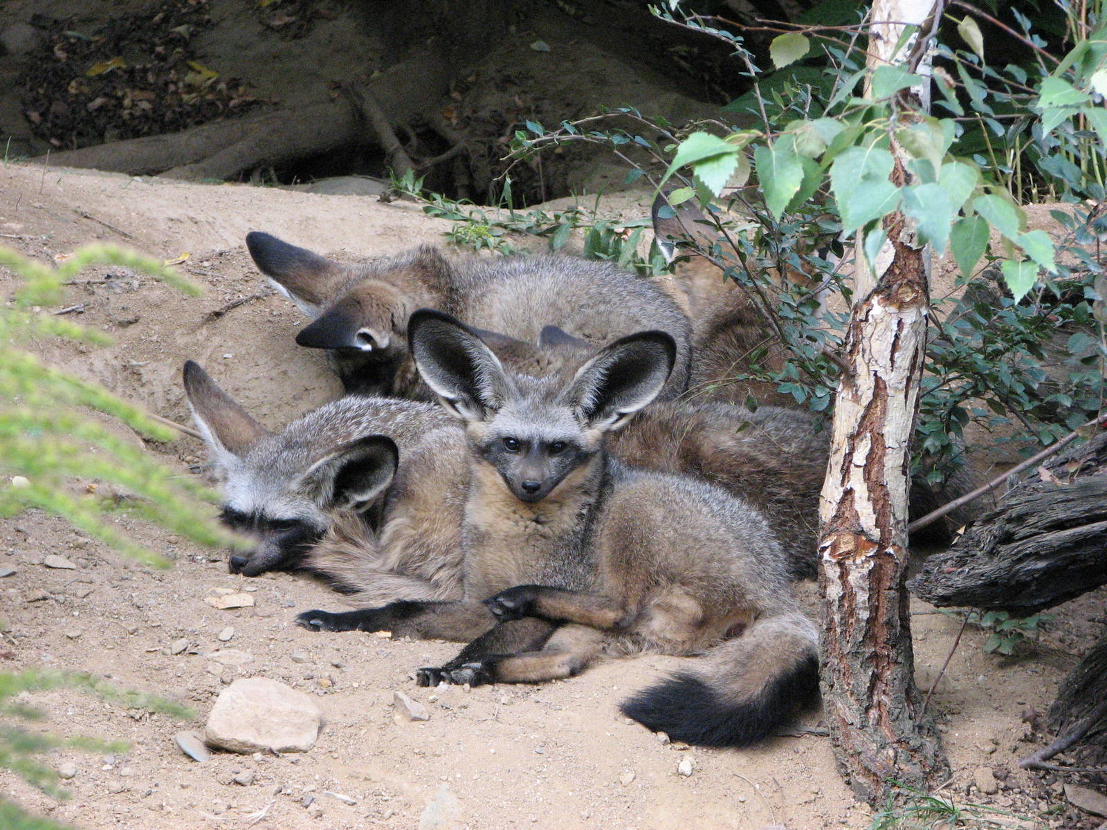 Zoo Praha - Bat-eared Fox family in the outside exhibit