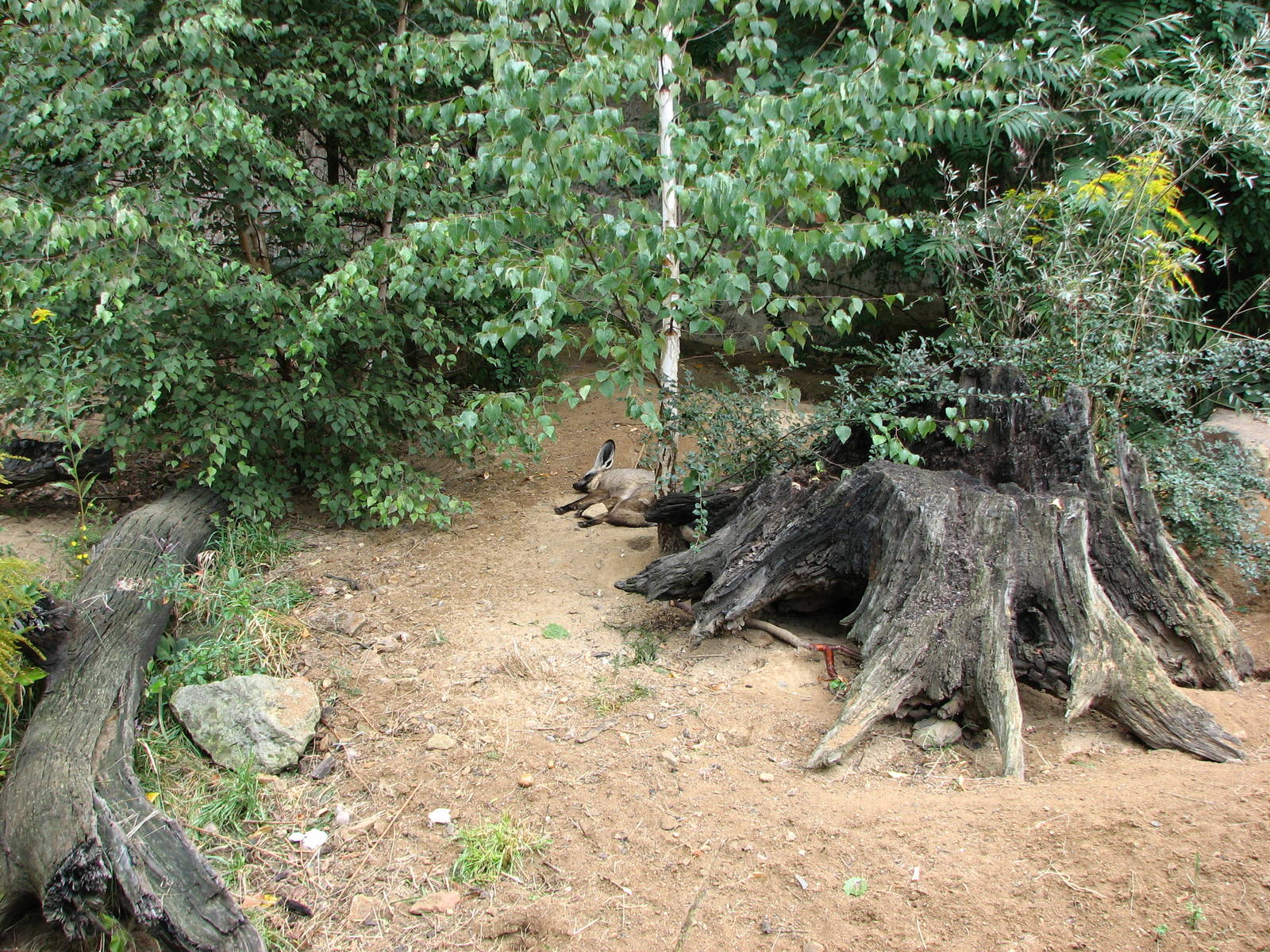 Zoo Praha - Bat-eared Fox in the outside exhibit