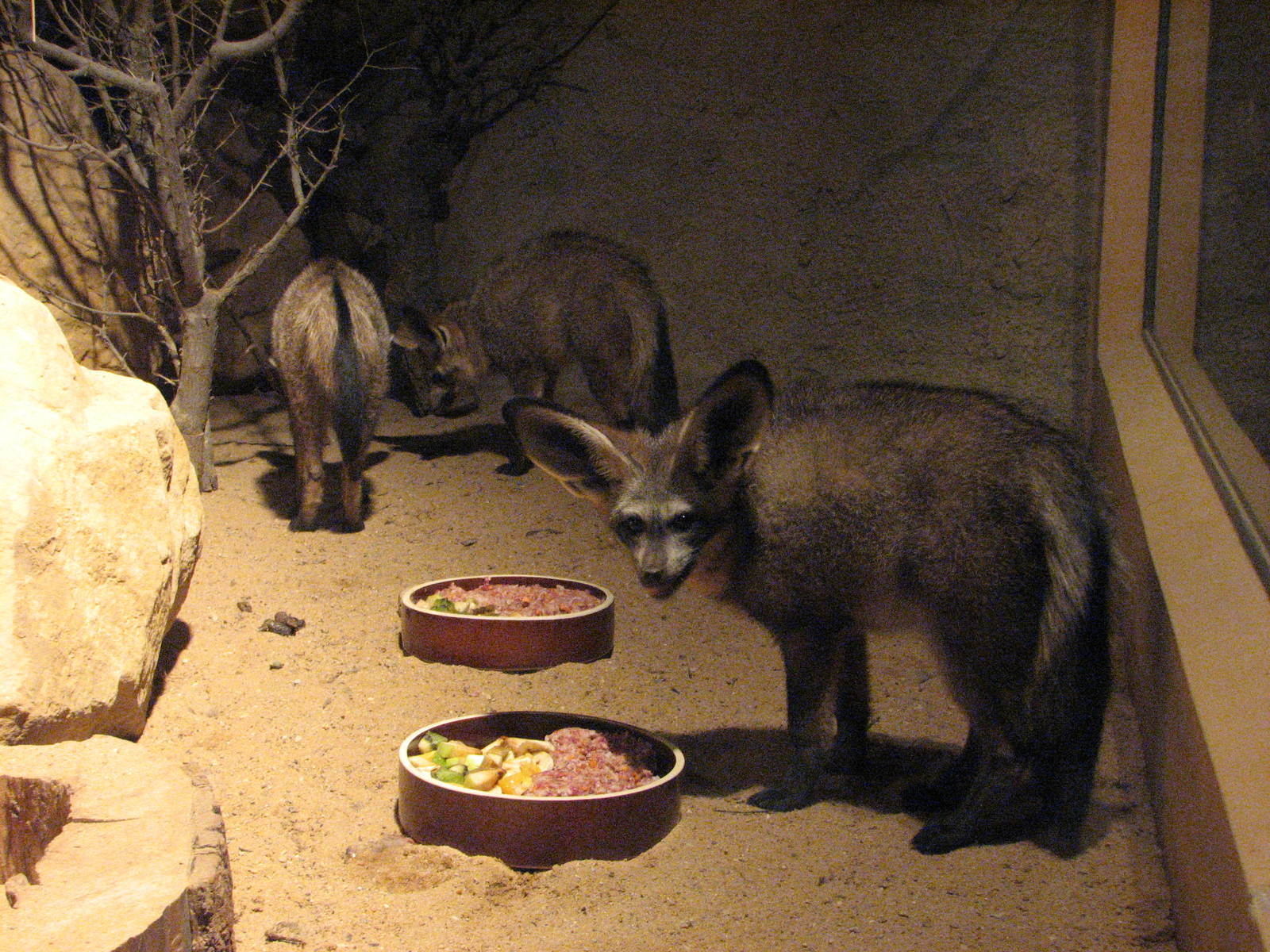 Zoo Praha - Bat-eared Foxes inside the nocturnal Africa House