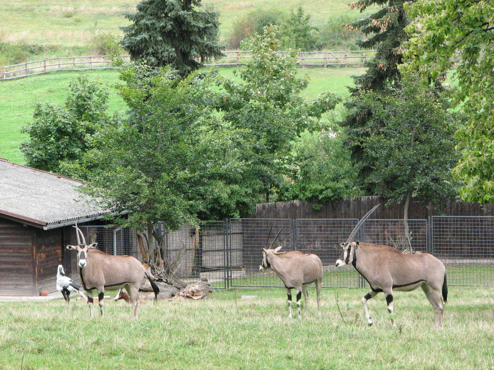 Zoo Praha - Beisa Oryx paddock