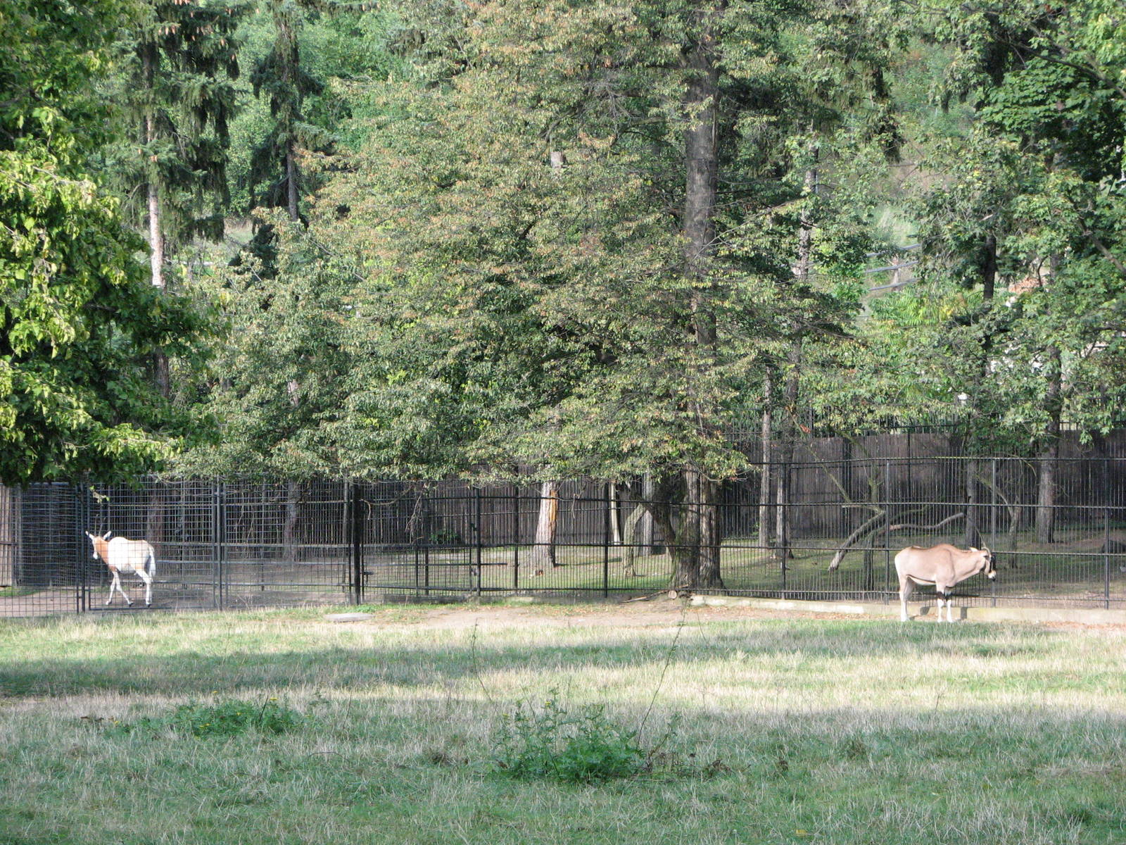 Zoo Praha - Beisa Oryx paddock