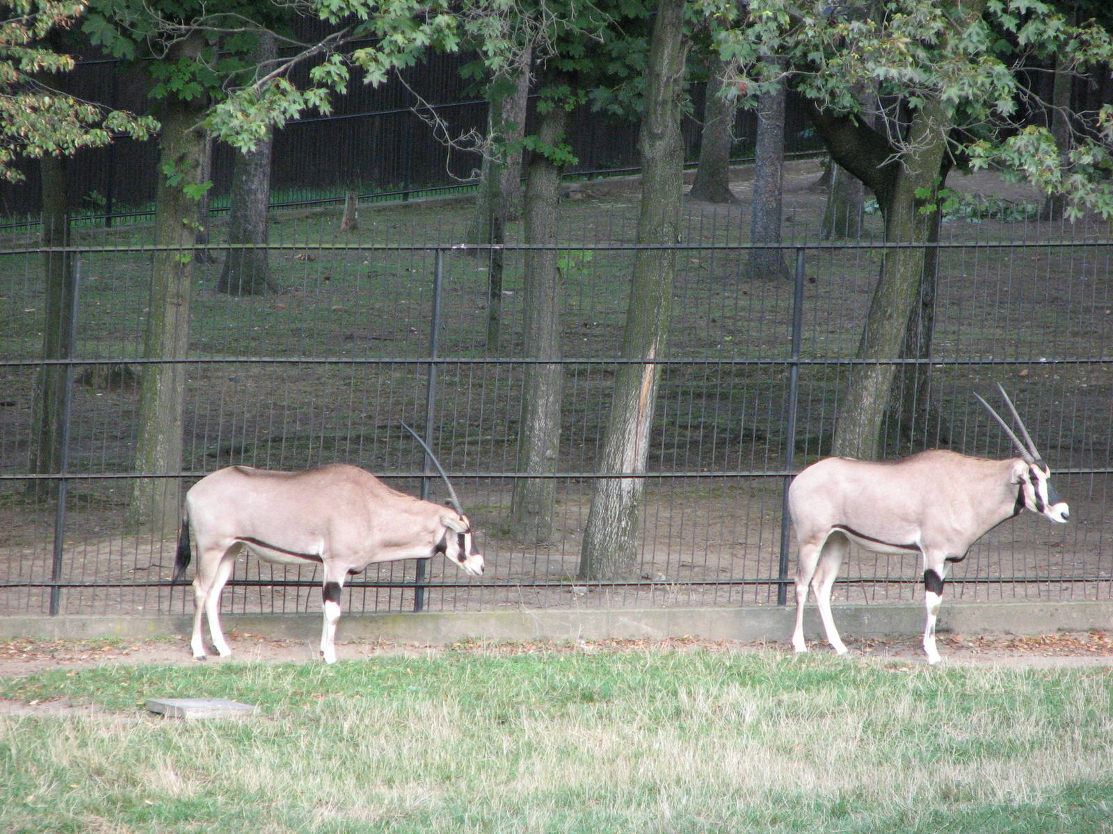 Zoo Praha - Beisa Oryx