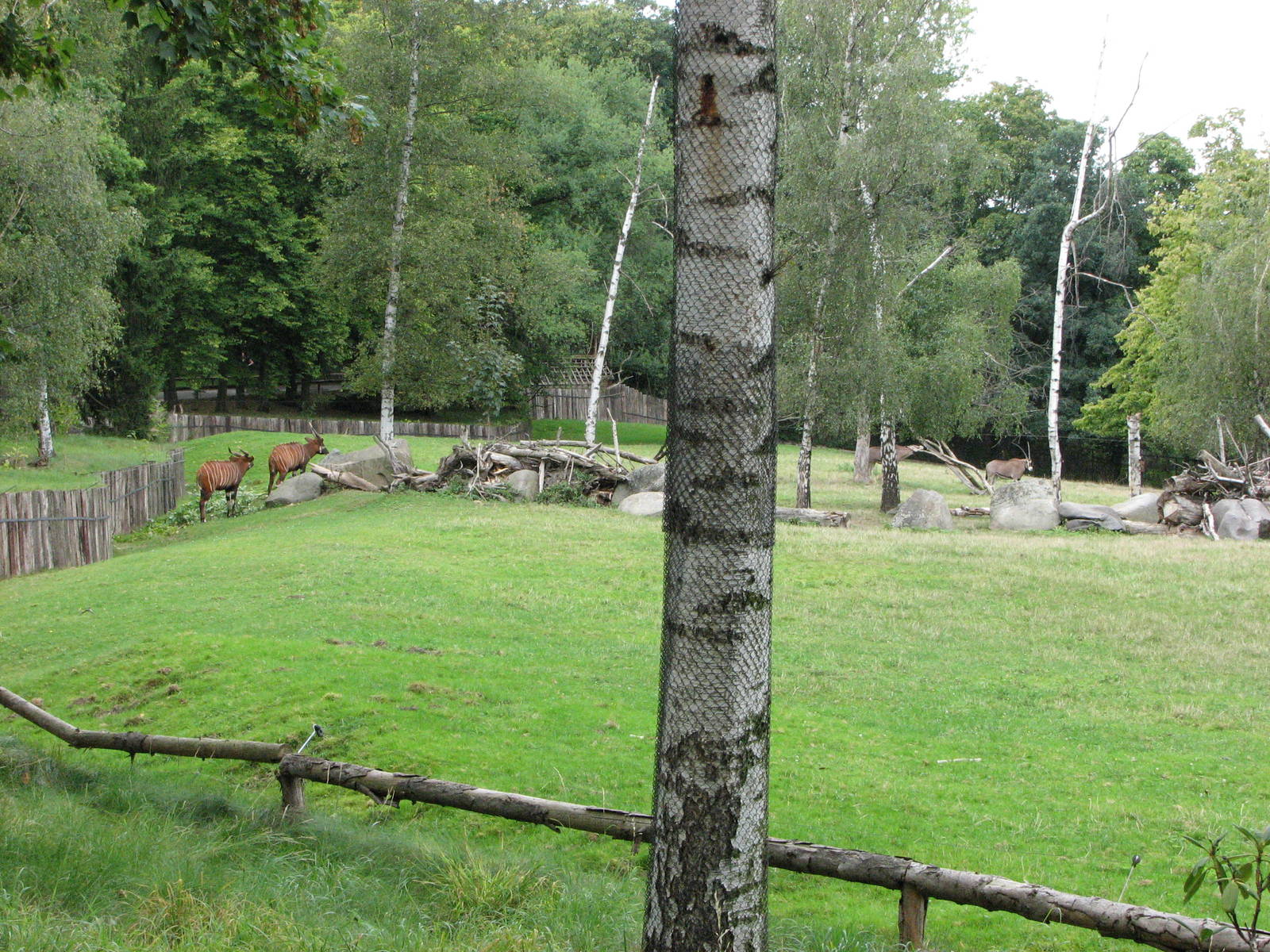 Zoo Praha - Bongo paddock