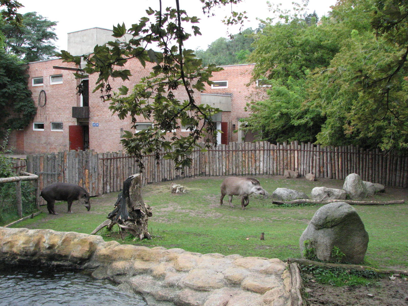 Zoo Praha - Brazilian Tapir exhibit