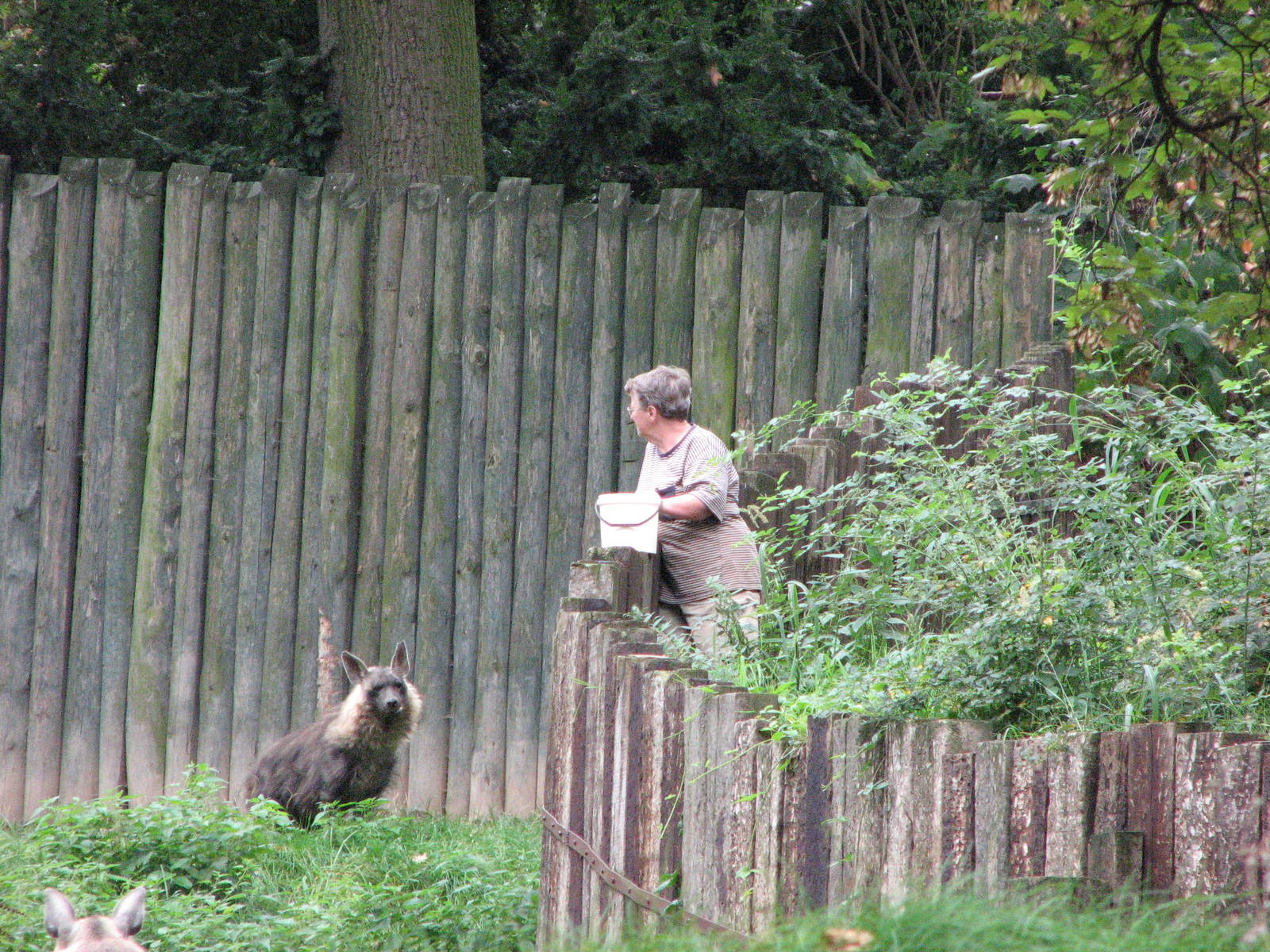 Zoo Praha - Brown Hyena feeding