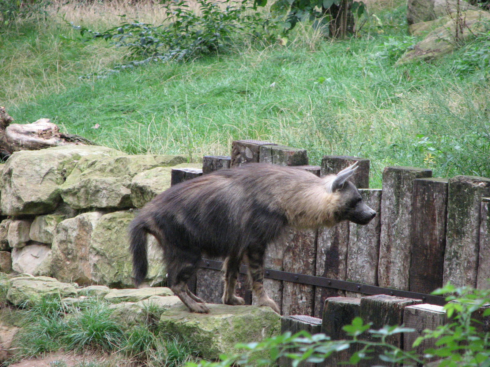 Zoo Praha - Brown Hyena