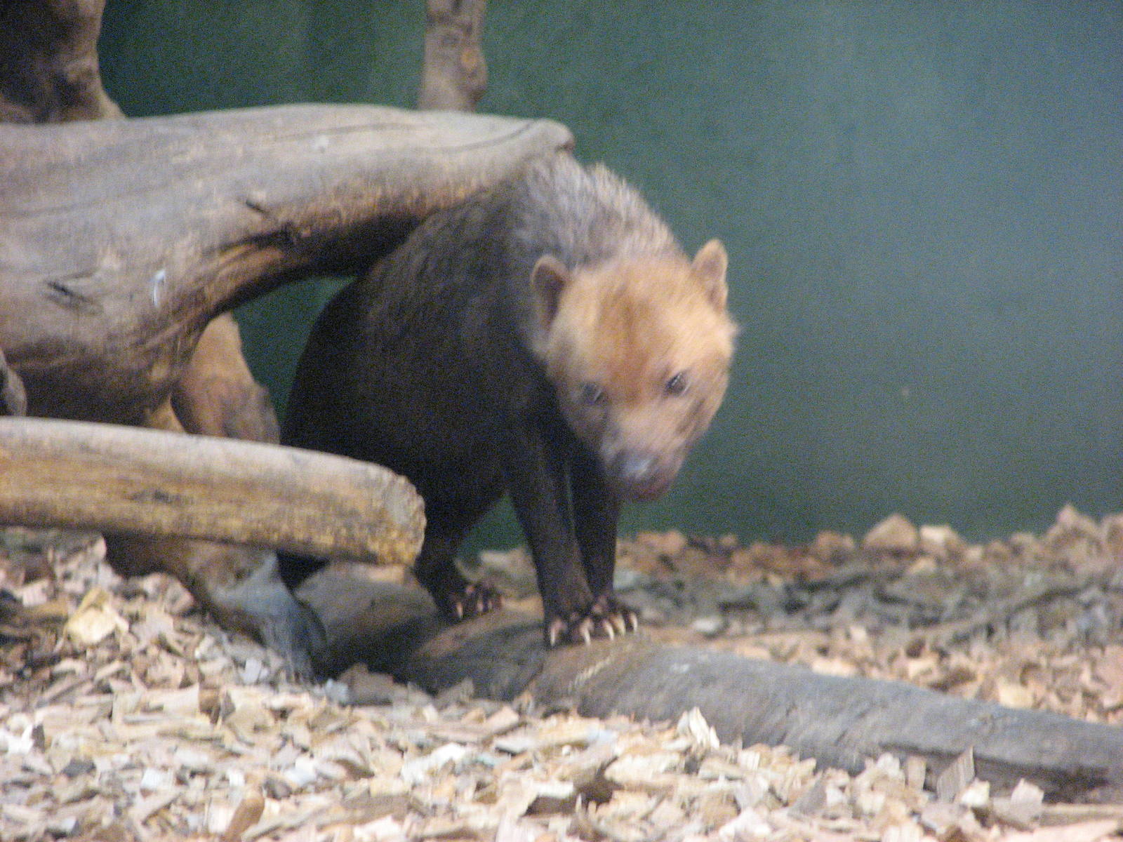 Zoo Praha - Bush Dog