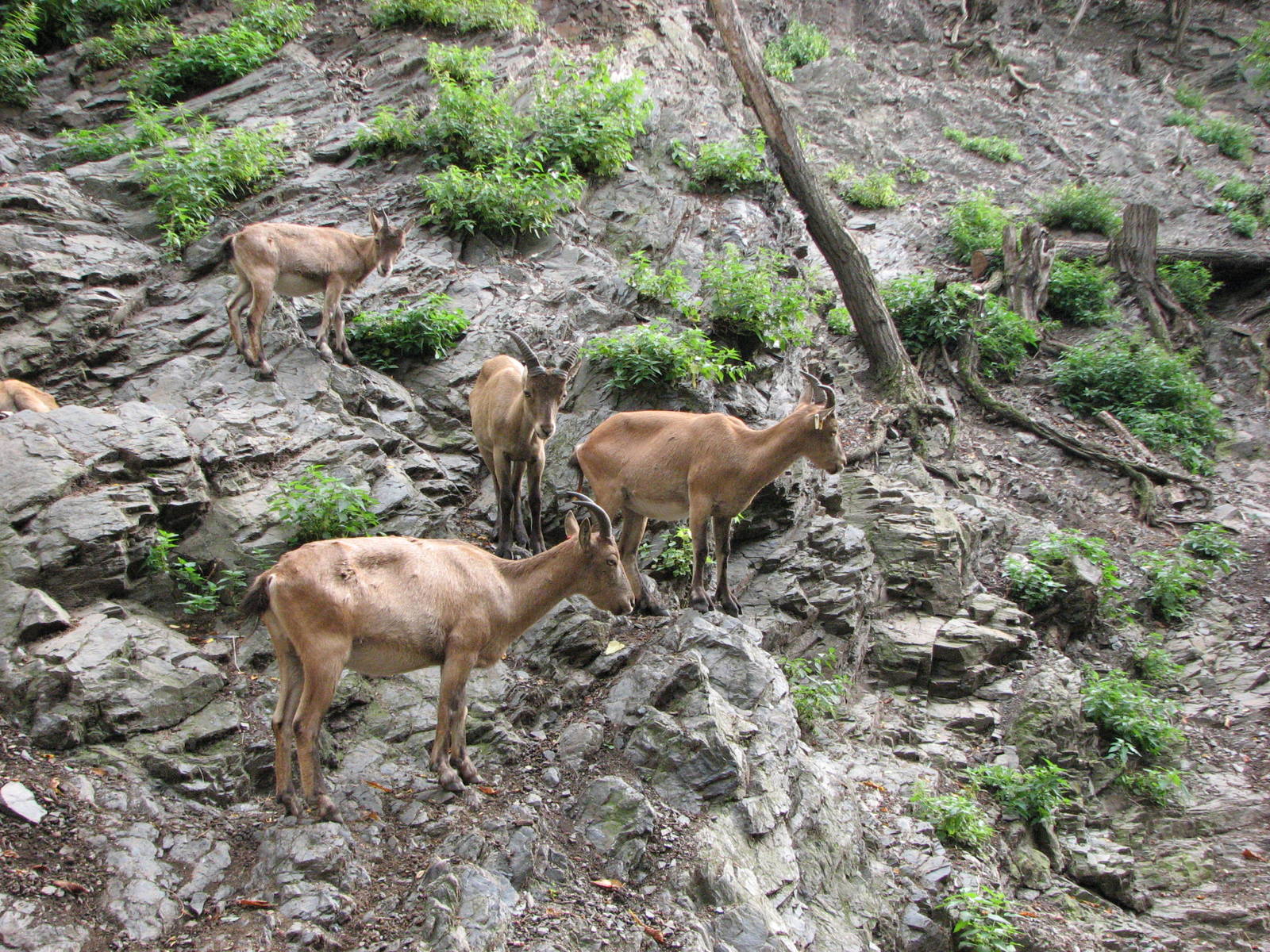 Zoo Praha - Caucasian Ibex does