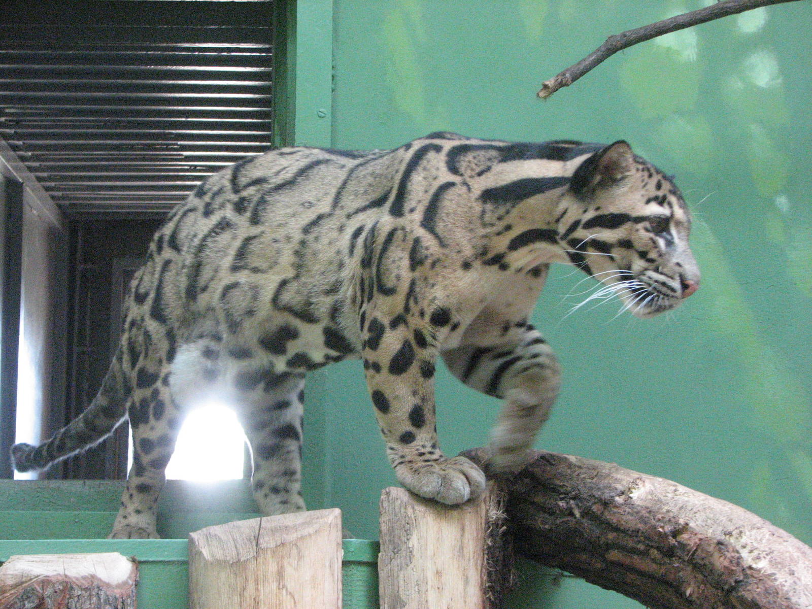 Zoo Praha - Clouded Leopard