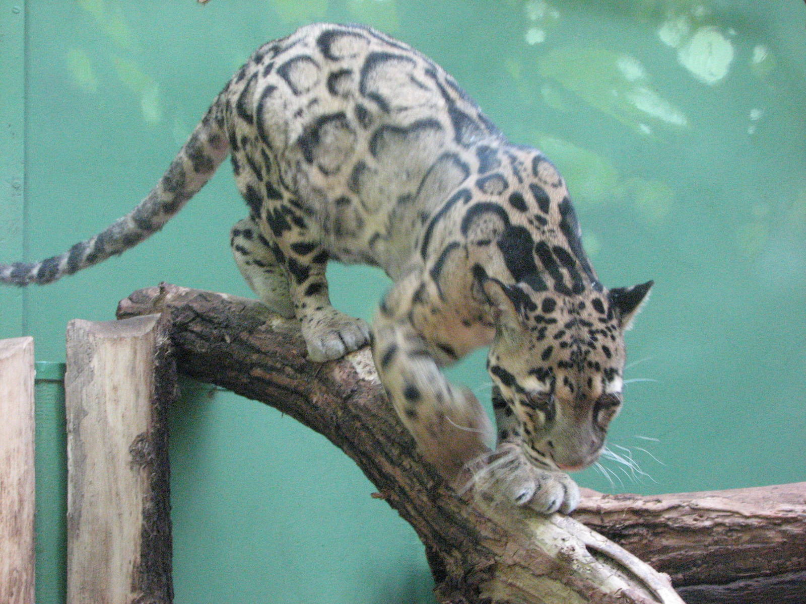 Zoo Praha - Clouded Leopard