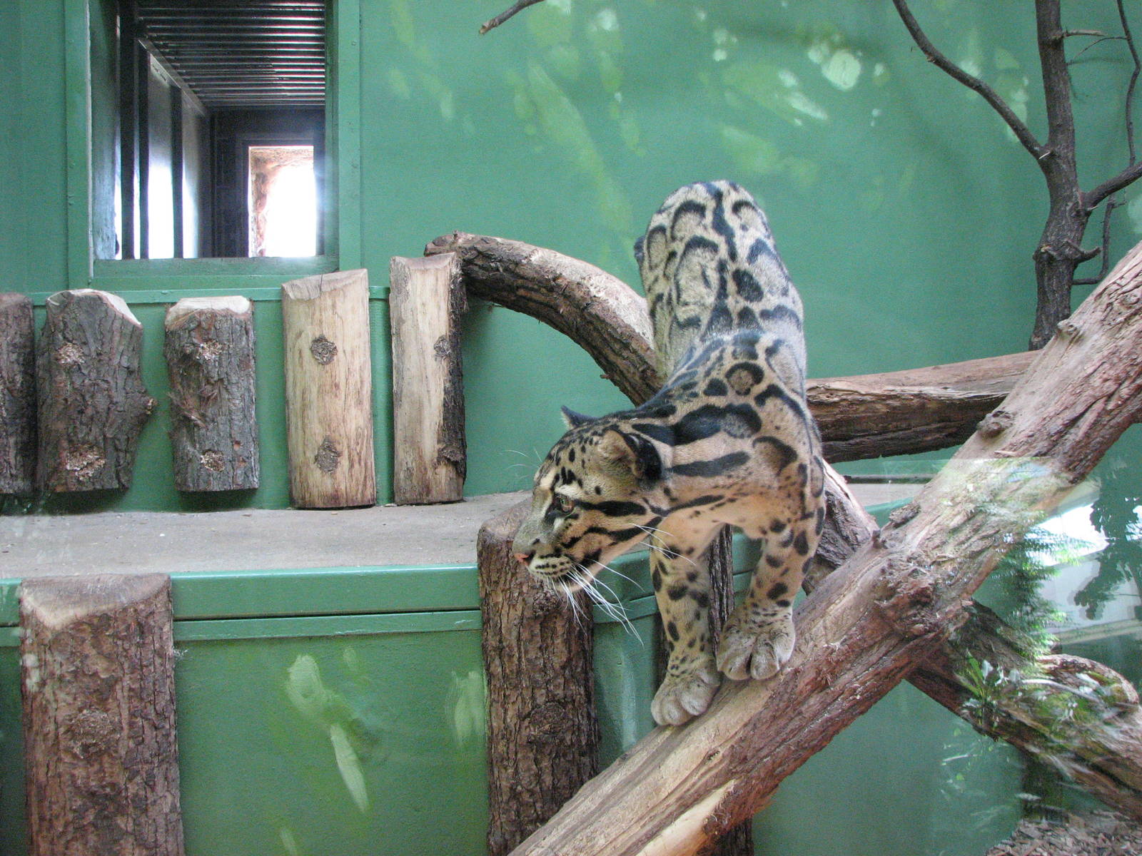Zoo Praha - Clouded Leopard