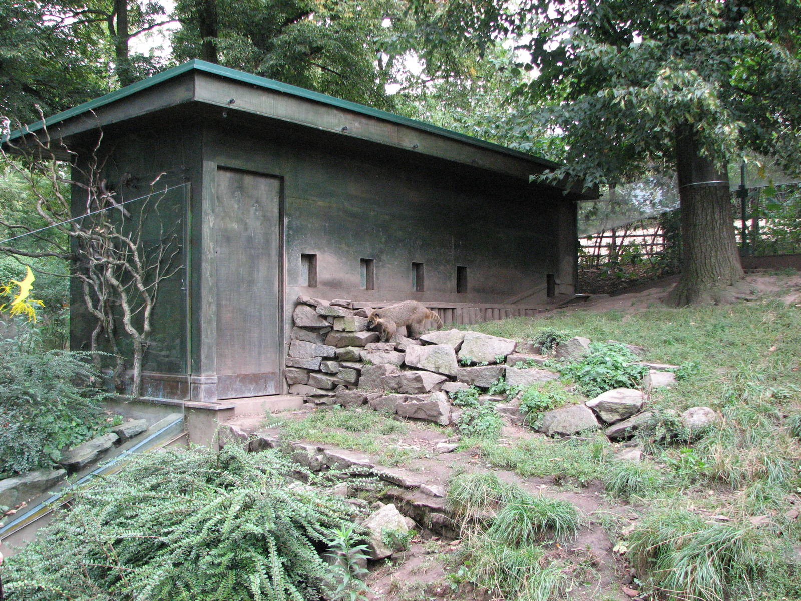 Zoo Praha - Coatimundi exhibit