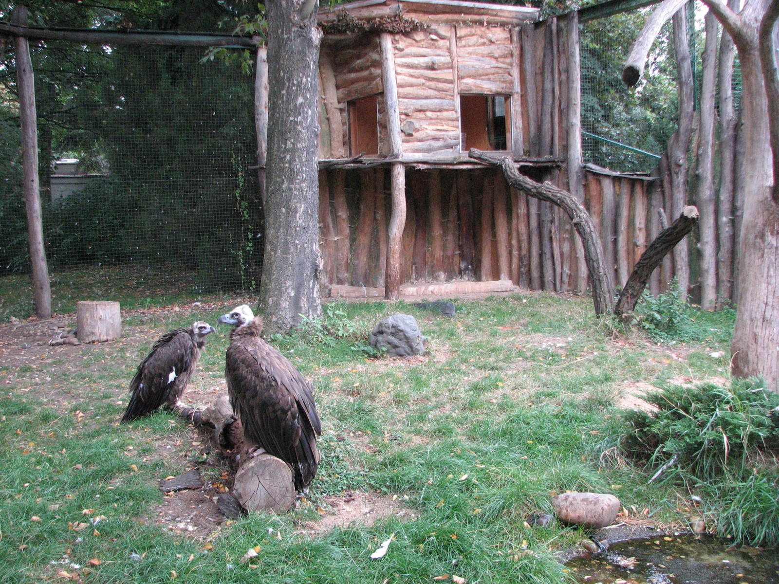 Zoo Praha - Eurasian Black Vulture enclosure