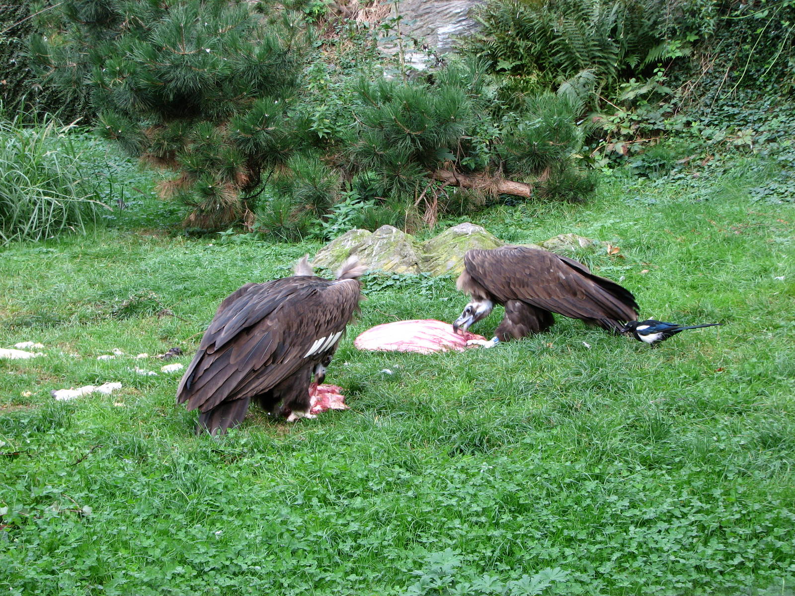 Zoo Praha - Eurasian Black Vulture