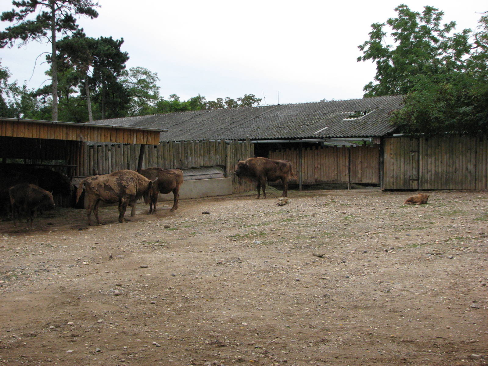 Zoo Praha - European Bison paddock