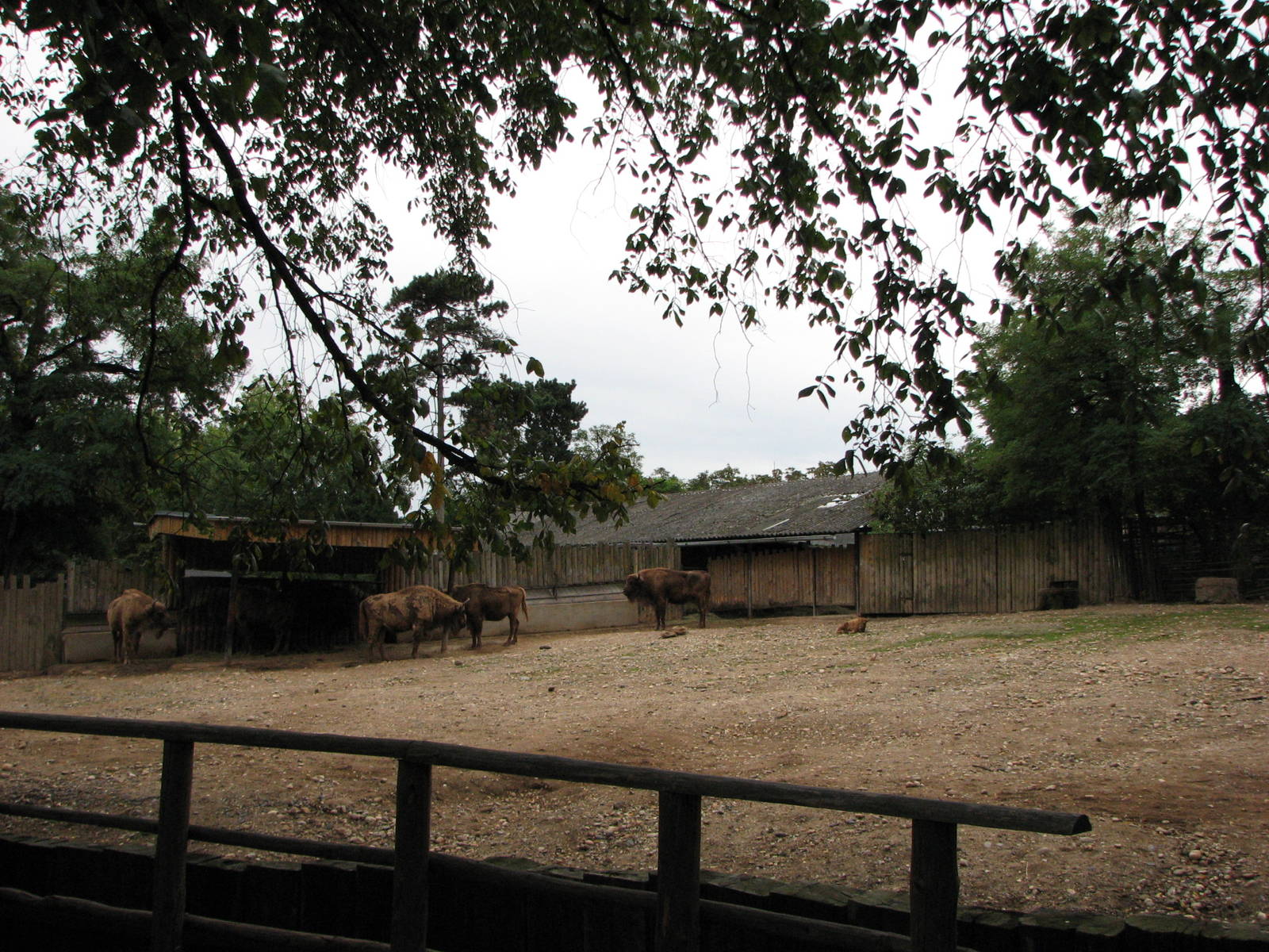 Zoo Praha - European Bison paddock
