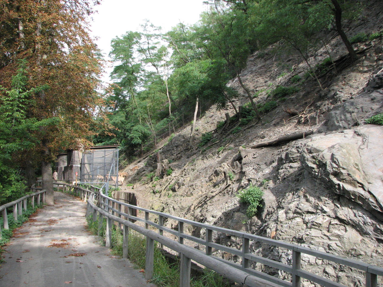 Zoo Praha - Excellent exhibit for Caucasian Ibex