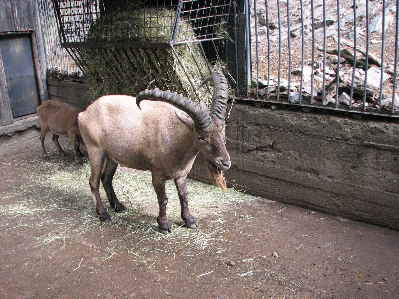 Zoo Praha - Fine Caucasian Ibex buck