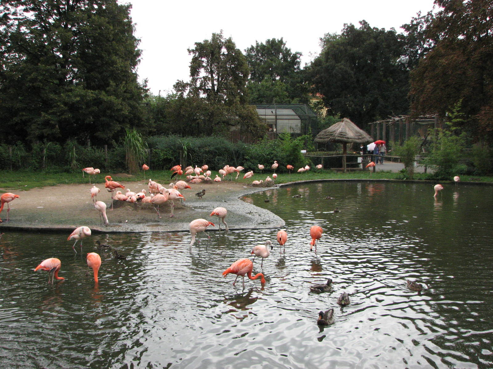 Zoo Praha - Flamingo Lagoon