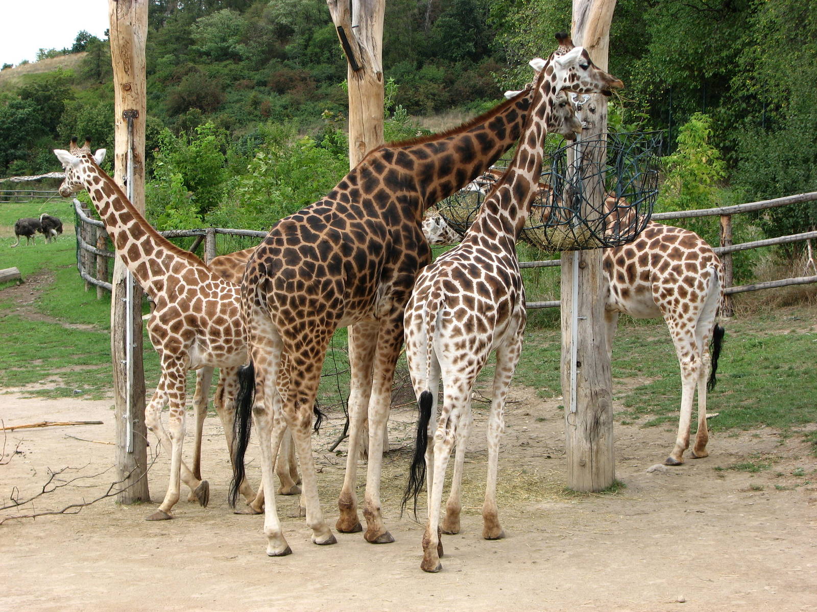 Zoo Praha - Giraffes in the Savannah