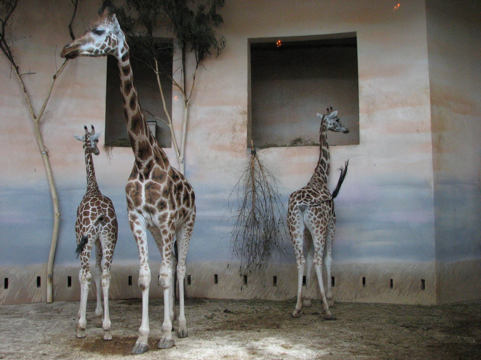Zoo Praha - Giraffes indoors