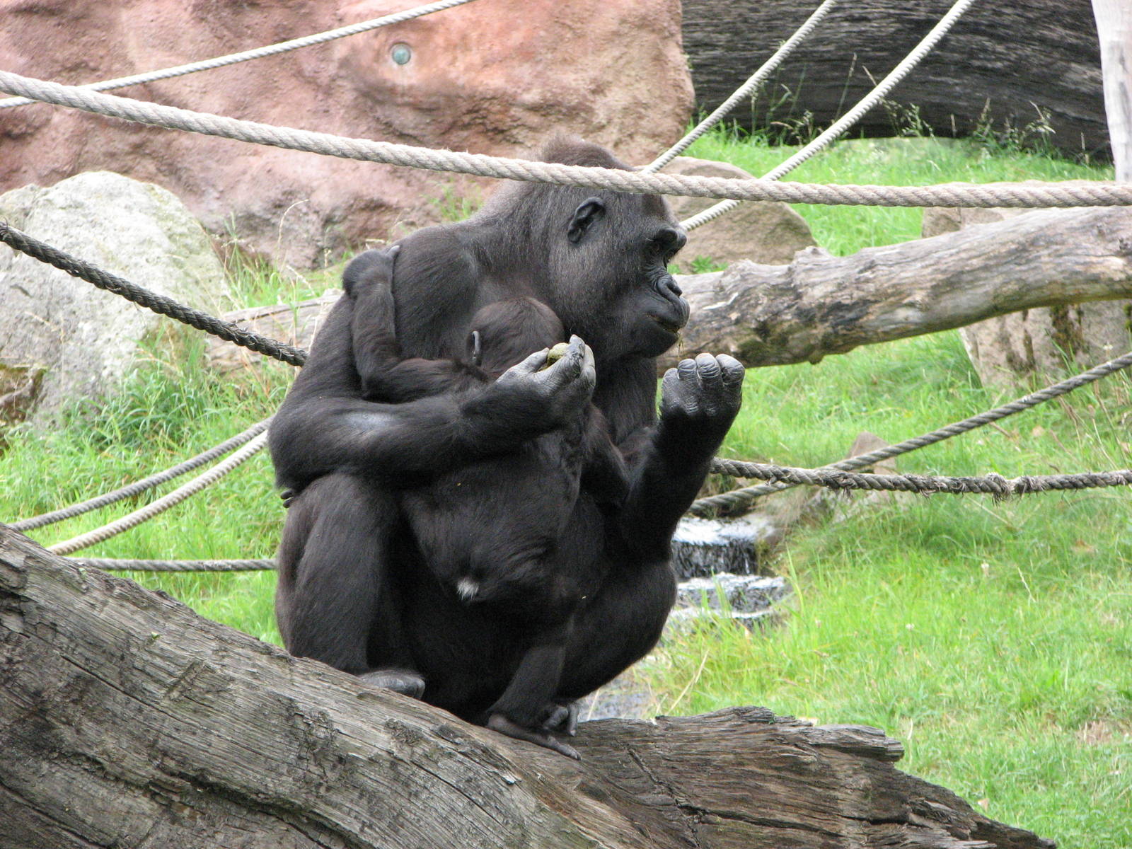 Zoo Praha - Gorilla and baby