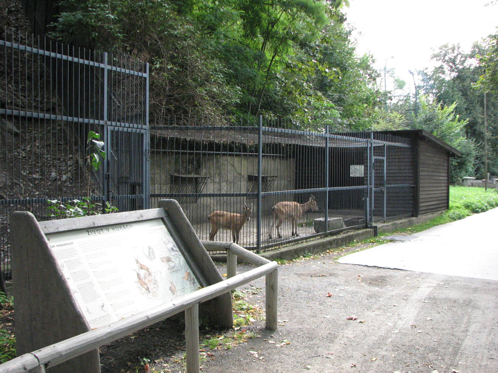 Zoo Praha - Holding facility for Caucasian Ibex