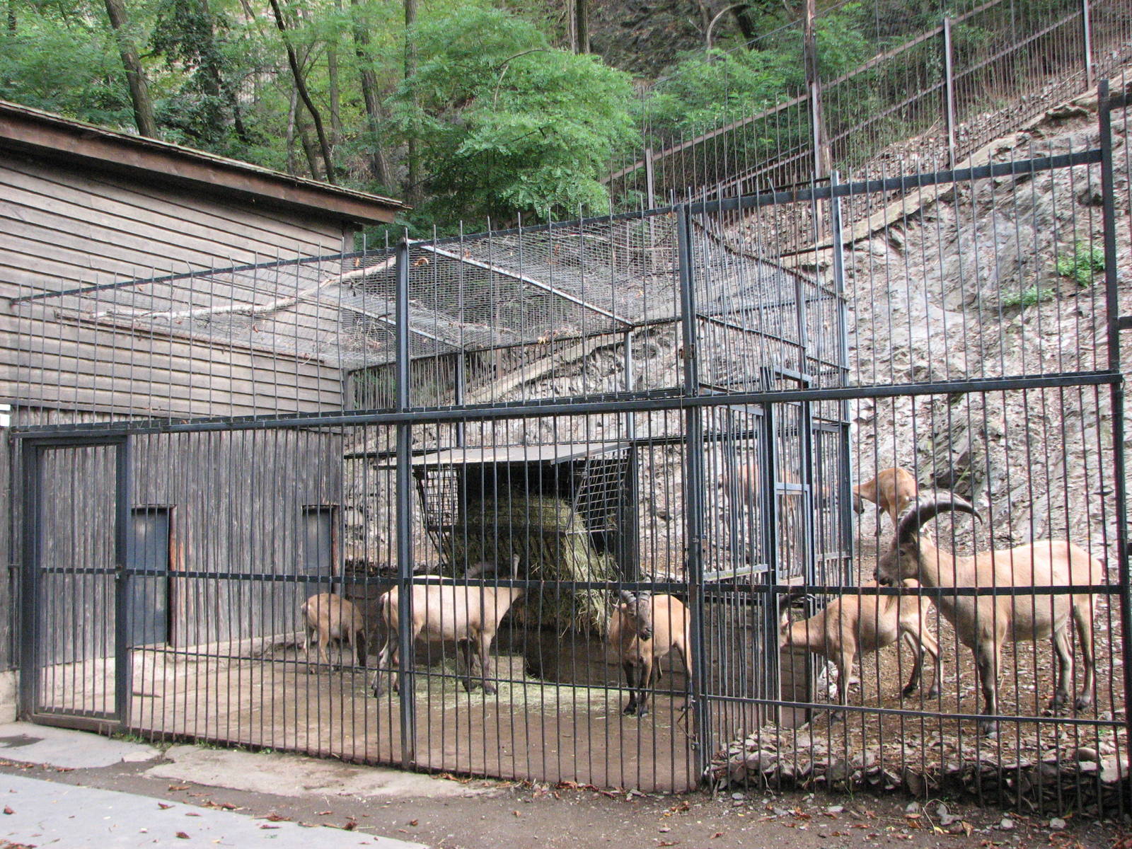 Zoo Praha - Holding facility for Caucasian Ibex