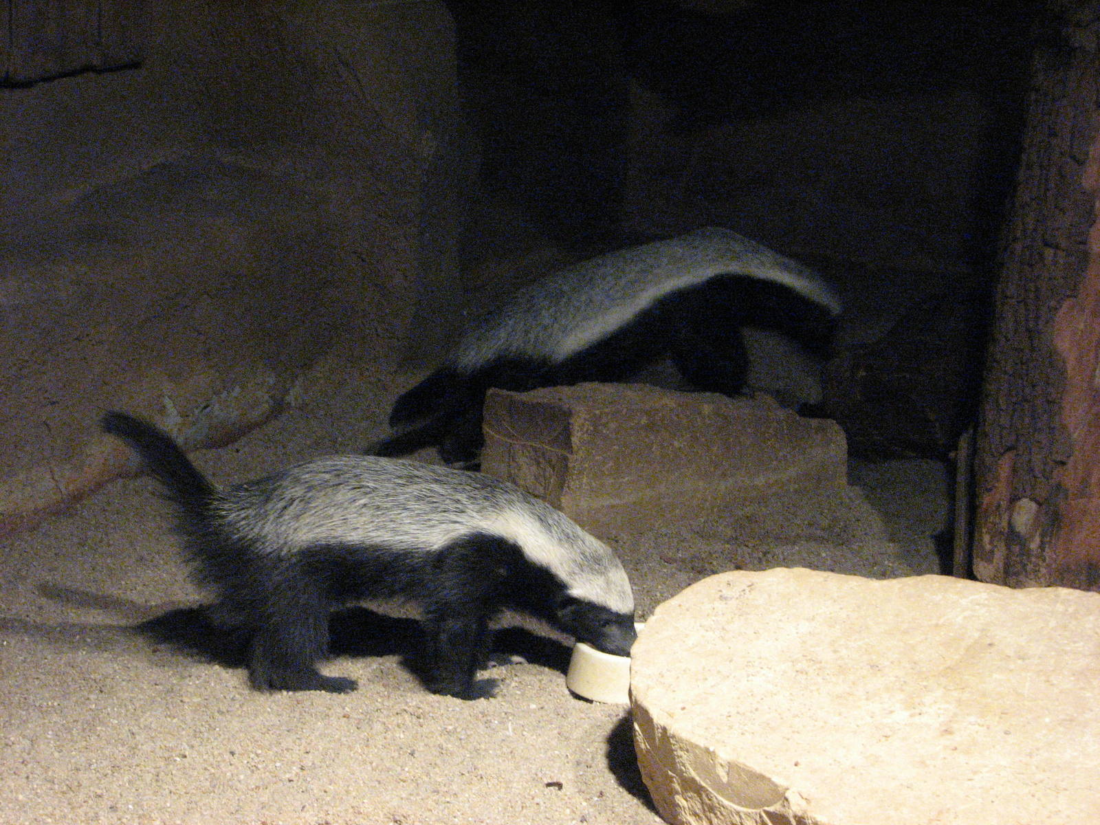 Zoo Praha - Honey Badgers in the indoor exhibit