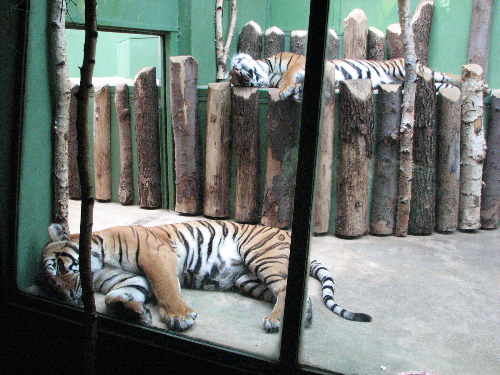 Zoo Praha - Indoor Tiger exhibit