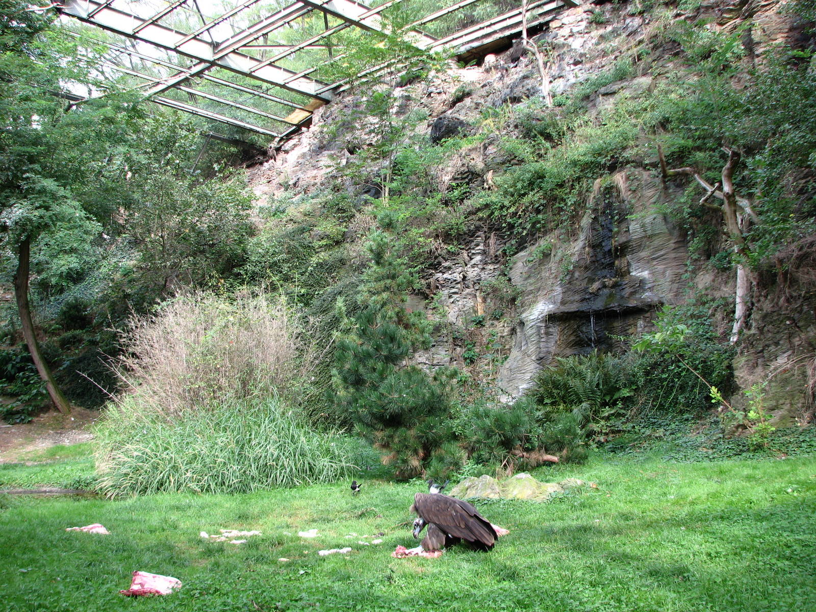 Zoo Praha - Inside the huge vulture aviary