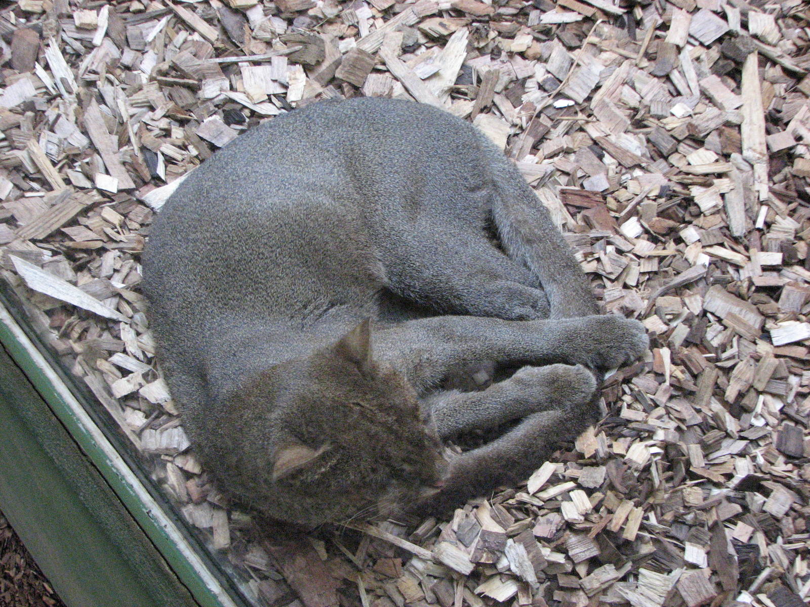 Zoo Praha - Jaguarundi in the South America House