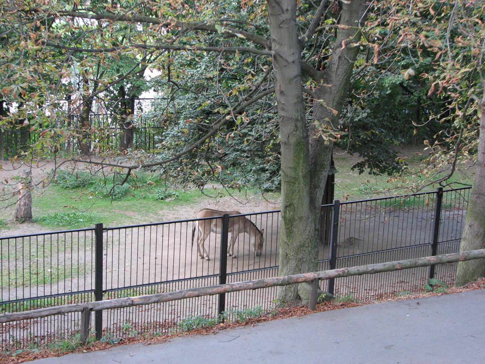 Zoo Praha - Kulan paddock seen from a hill