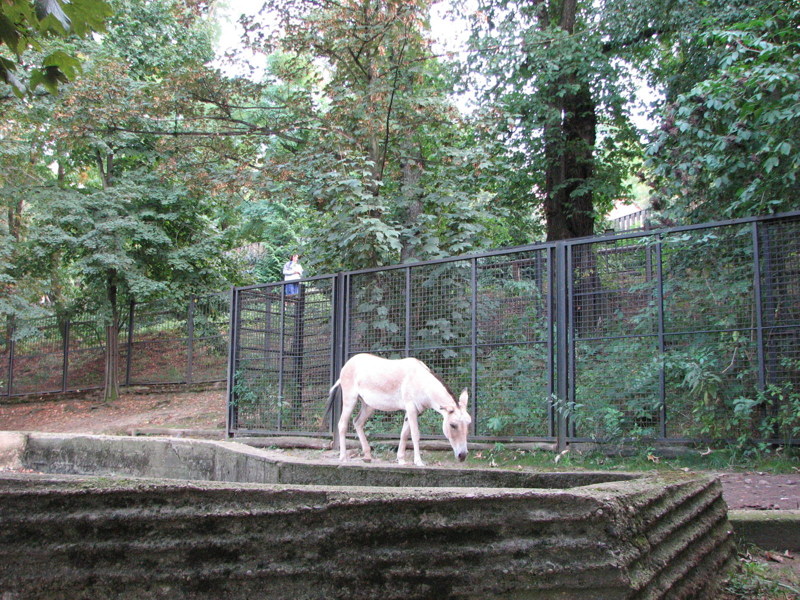 Zoo Praha - Kulan paddock