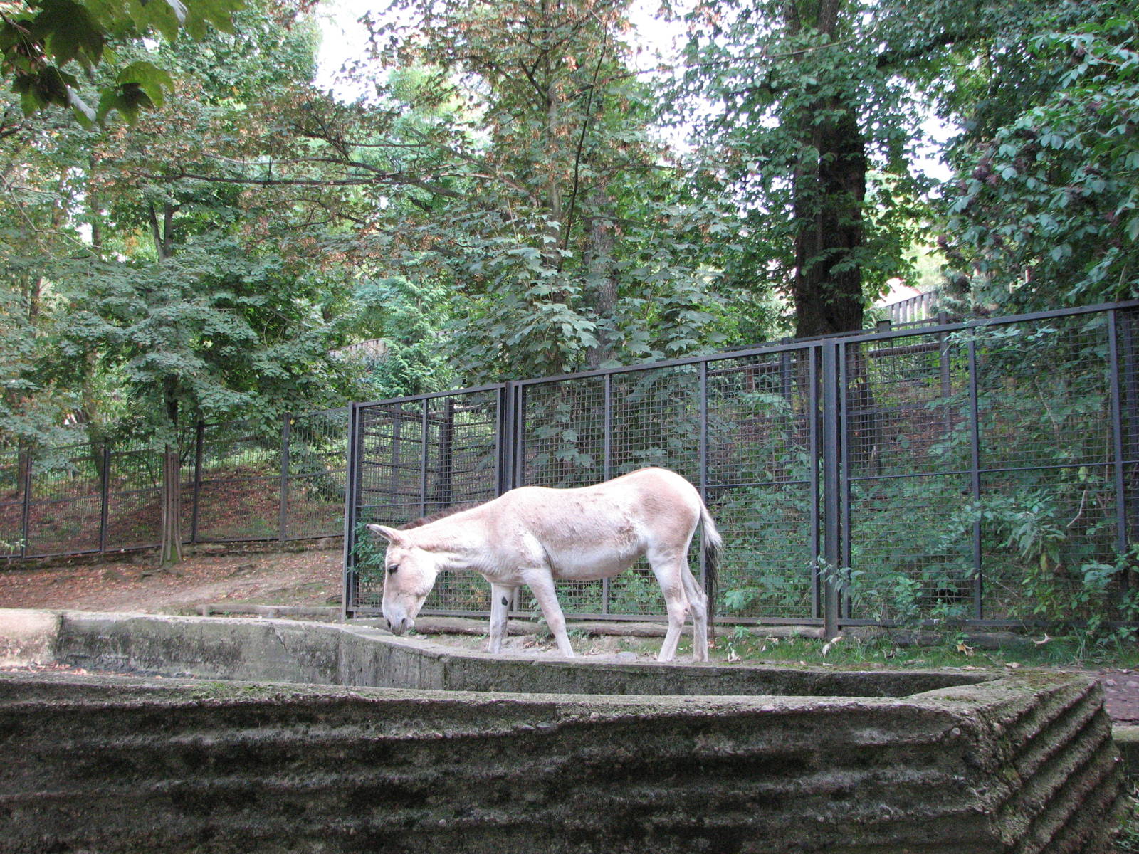 Zoo Praha - Kulan