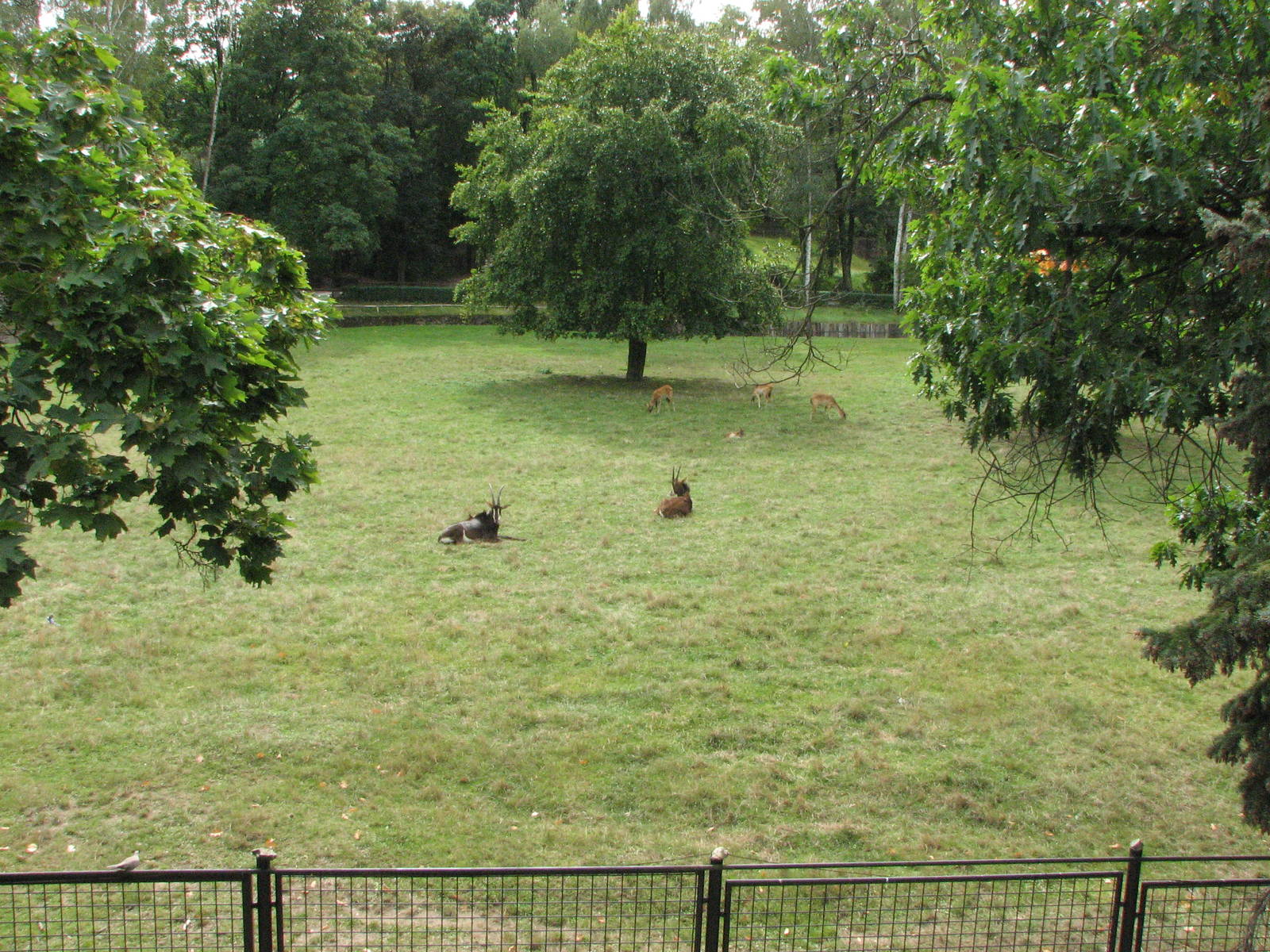 Zoo Praha - Large Sable Antelope paddock