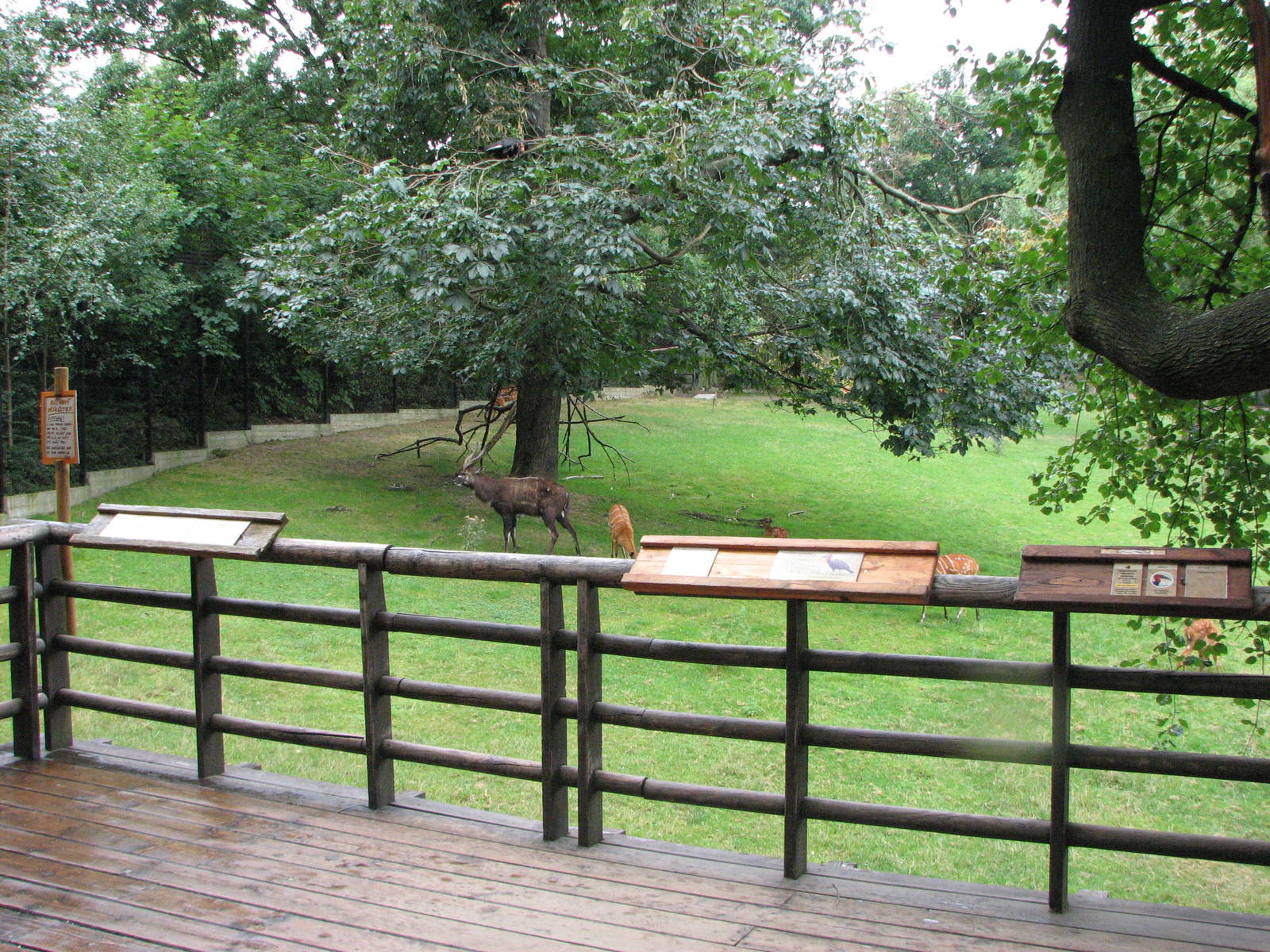 Zoo Praha - Lovely Sitatunga paddock