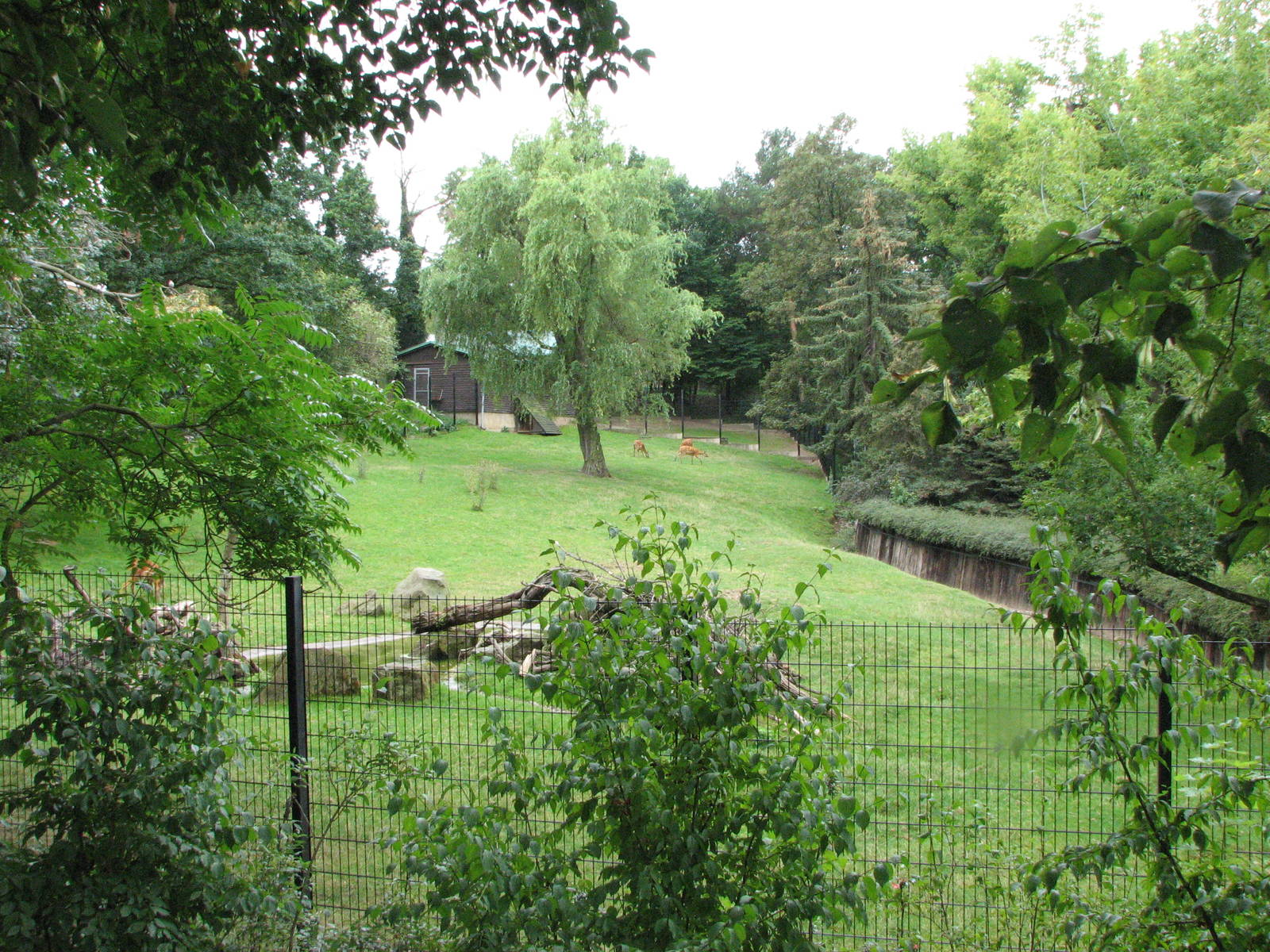 Zoo Praha - Lovely Sitatunga paddock