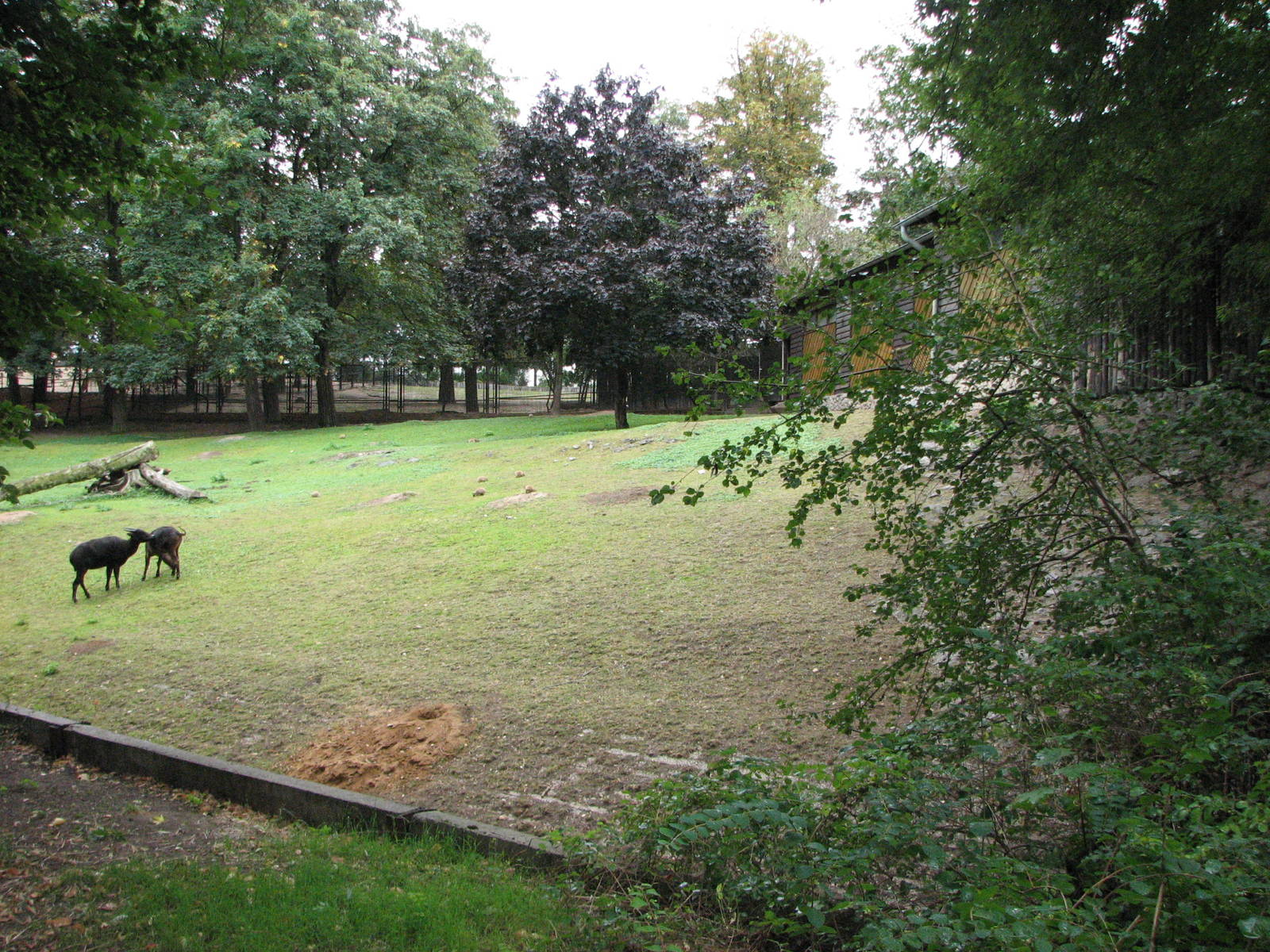 Zoo Praha - Lowland Anoa paddock