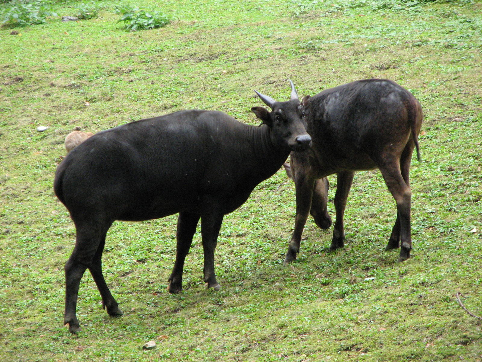 Zoo Praha - Lowland Anoa
