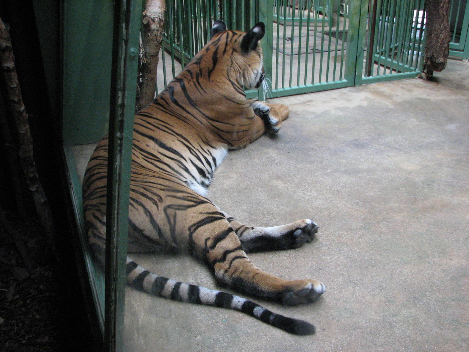 Zoo Praha - Malayan Tiger