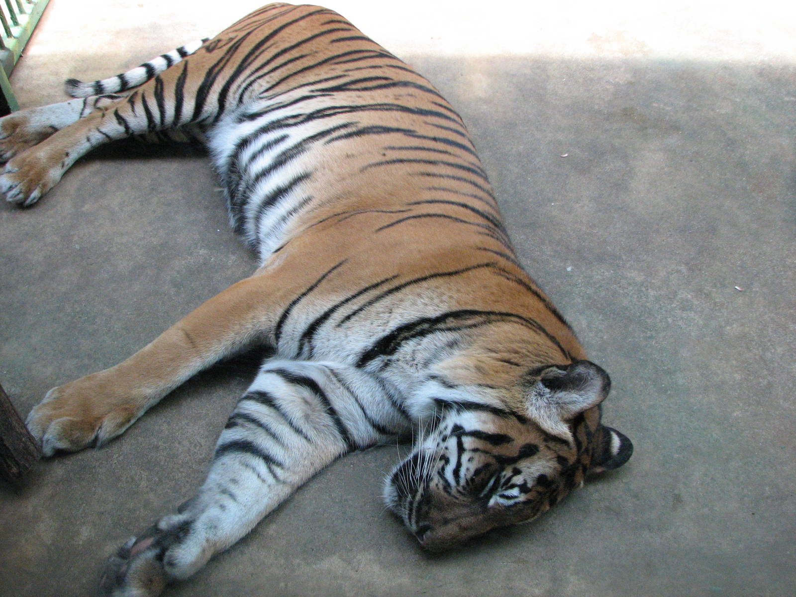 Zoo Praha - Malayan Tiger?