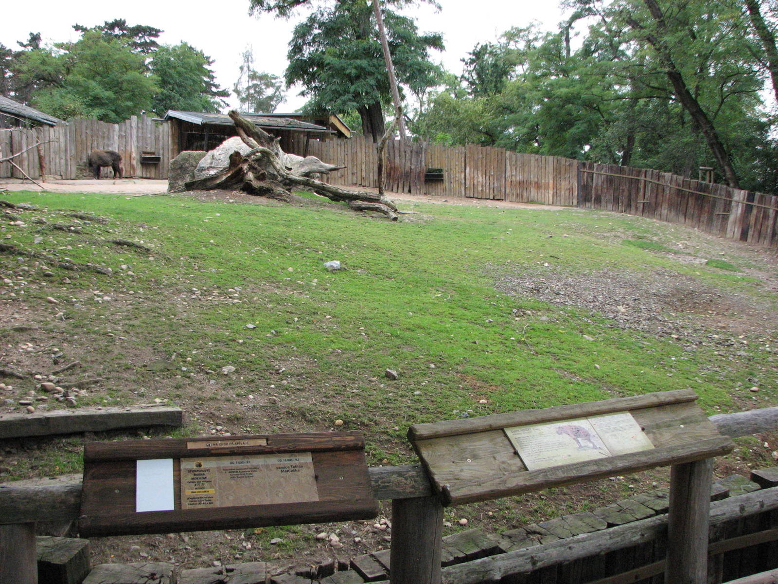 Zoo Praha - Mishmi Takin paddock