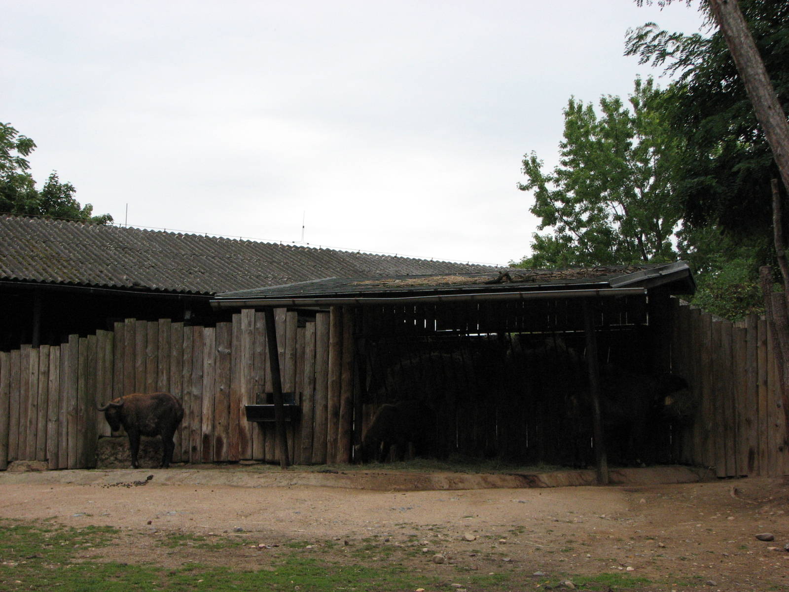Zoo Praha - Mishmi Takin paddock