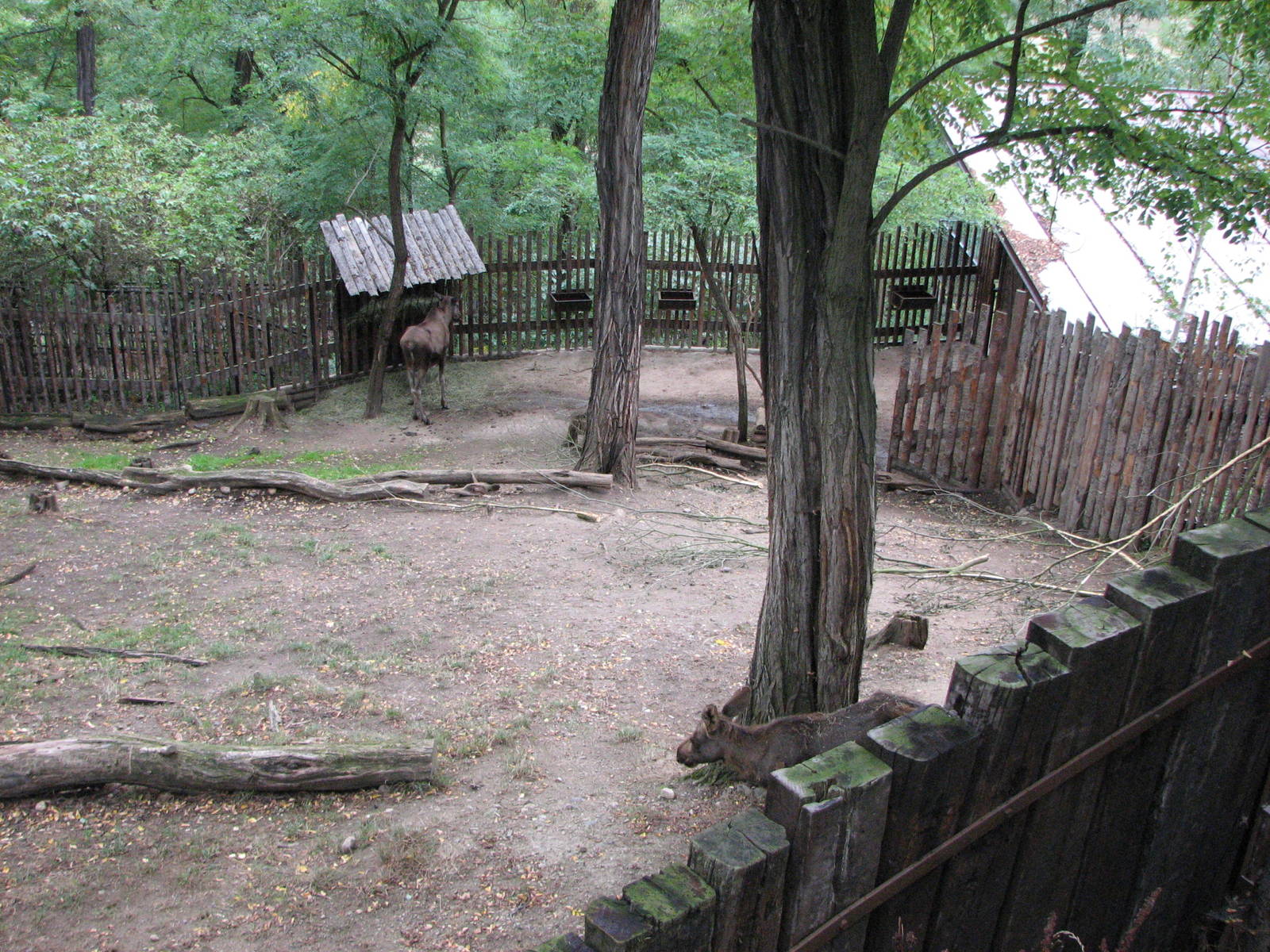 Zoo Praha - Moose paddock