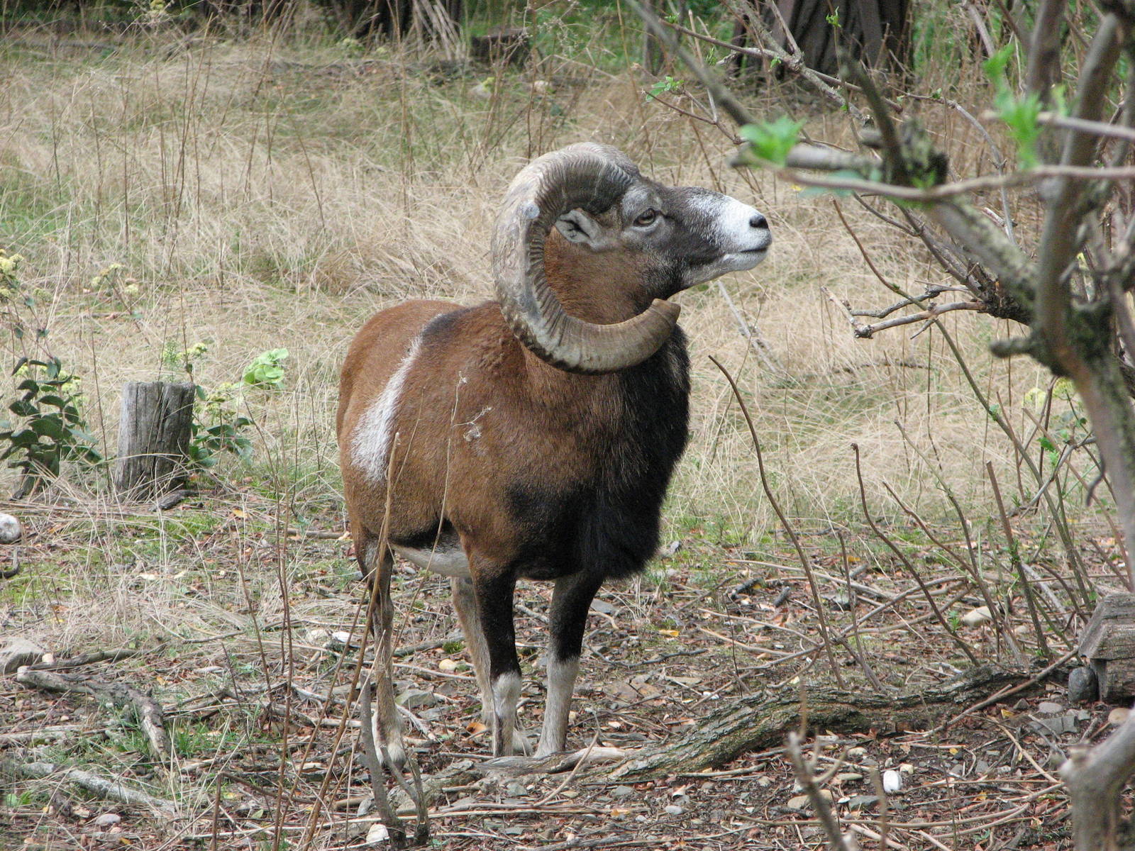 Zoo Praha - Mouflon buck